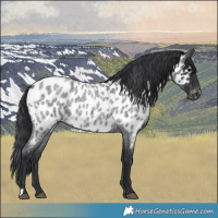 Horse Color:Blue Roan Near Leopard 