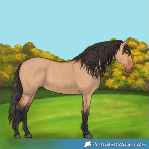 Horse Color:Bay Dun 