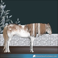 Horse Color:White Spotted Liver Red Dun Rabicano Brindle 