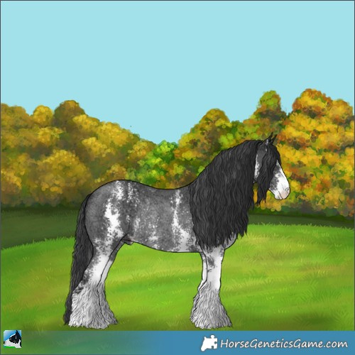 Horse Color:Black Ice Sabino Rabicano 