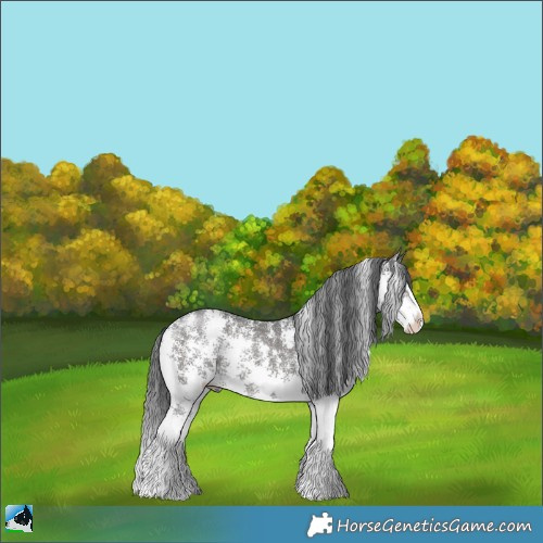 Horse Color:Black Sabino Splash Rabicano 
