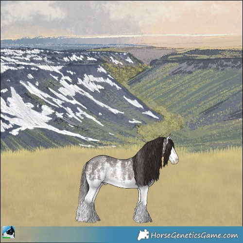 Horse Color:Liver Chestnut Ice Sabino Splash Rabicano 