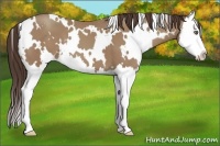Horse Color:White Spotted Classic Champagne Splash