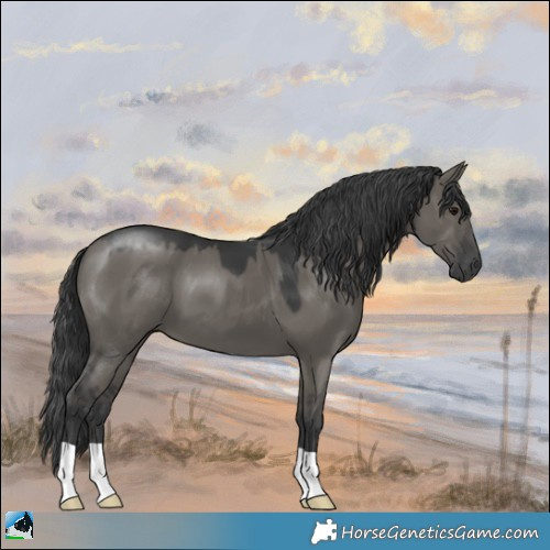 Horse Color:Grullo