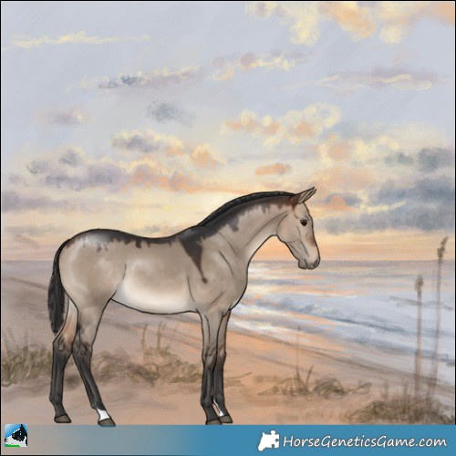 Horse Color:Brown Dun Rabicano