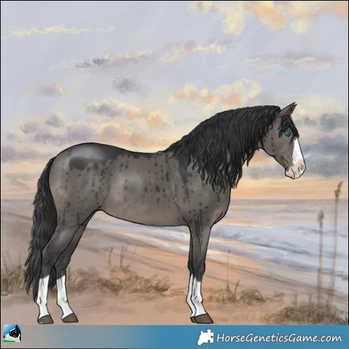 Horse Color:Grullo Mushroom Splash Rabicano Brindle 