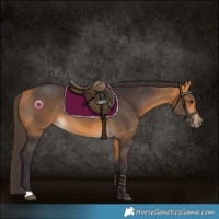 Horse Color:Buckskin 