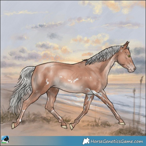 Horse Color:White Spotted Gold Champagne Mushroom Rabicano 