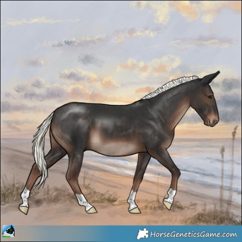 Horse Color:Liver Chestnut Mushroom 