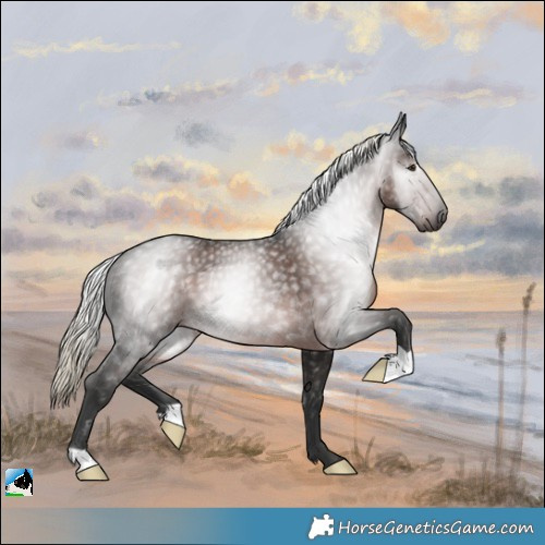 Horse Color:Gray Liver Chestnut Mushroom Rabicano 