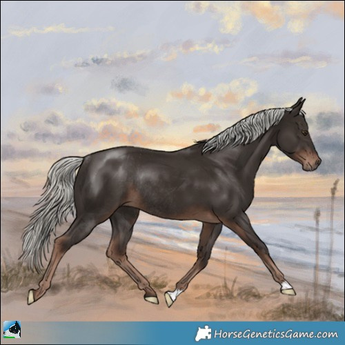 Horse Color:Liver Chestnut Mushroom Rabicano 