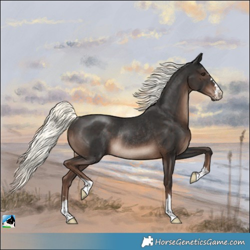 Horse Color:Liver Chestnut Mushroom Rabicano