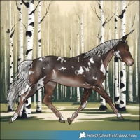 Horse Color:White Spotted Liver Chestnut Mushroom