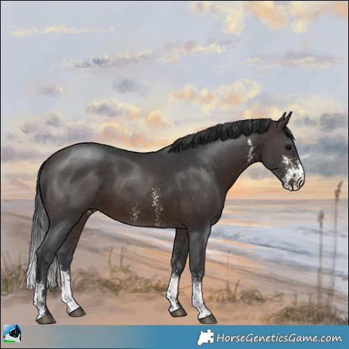 Horse Color:Brown Sabino 