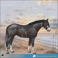Horse Color:Brown Sabino 