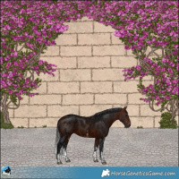 Horse Color:Bay Ice Sabino Rabicano 