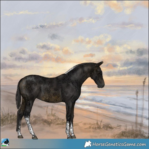 Horse Color:Buckskin Ice Sabino Tobiano Rabicano 