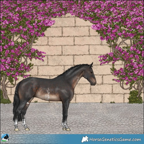 Horse Color:Brown Sabino Rabicano