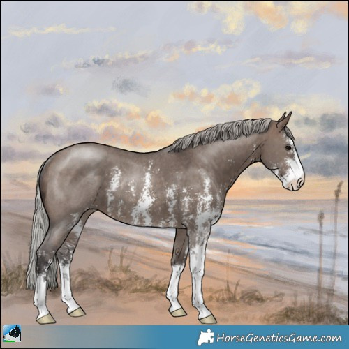 Horse Color:Silver Brown Dun Sabino Rabicano 