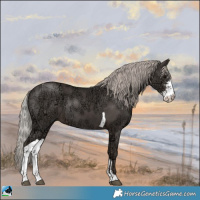 Horse Color:Silver Black Ice Sabino Tobiano Rabicano 