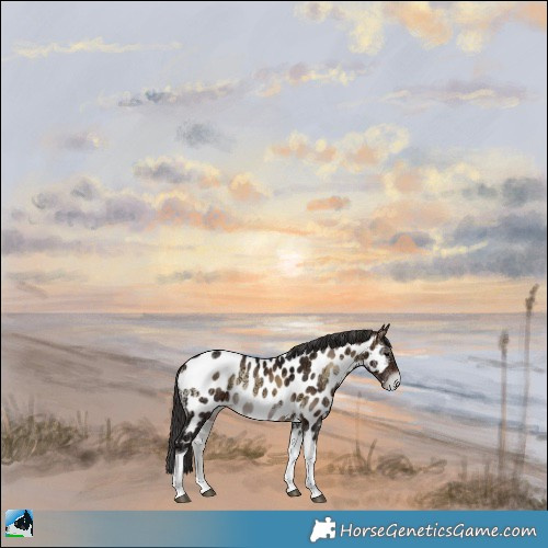 Horse Color:Brown Ice Onyx Tobiano Appaloosa