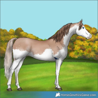 Horse Color:Black Pearl Splash 