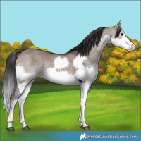 Horse Color:Brown Dun Splash Rabicano 