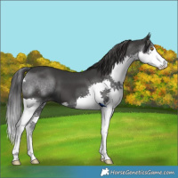 Horse Color:Black Splash
