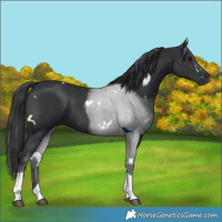 Horse Color:White Spotted Black Tobiano 