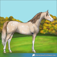 Horse Color:White Spotted Buckskin Pearl Splash 