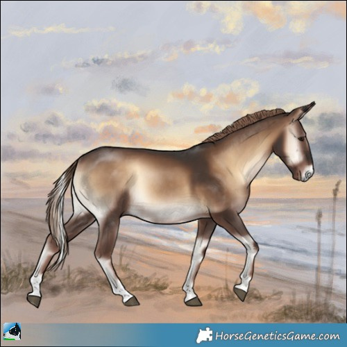 Horse Color:Liver Red Onyx Rabicano 