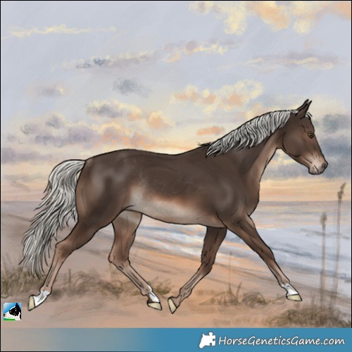 Horse Color:Liver Chestnut Mushroom Rabicano