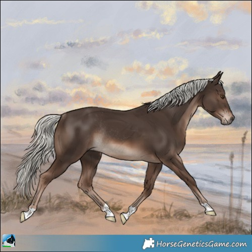 Horse Color:Liver Chestnut Mushroom Rabicano