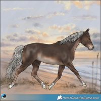 Horse Color:Liver Chestnut Mushroom Rabicano