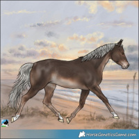 Horse Color:Liver Chestnut Mushroom Rabicano 