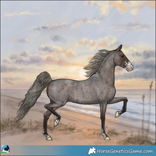 Horse Color:Liver Red Roan Mushroom Sabino Rabicano 