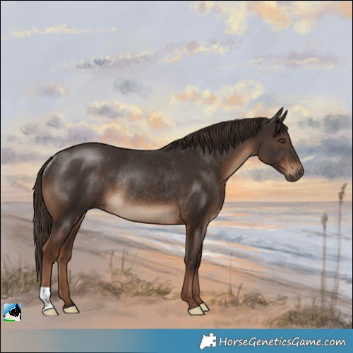 Horse Color:Liver Chestnut Rabicano