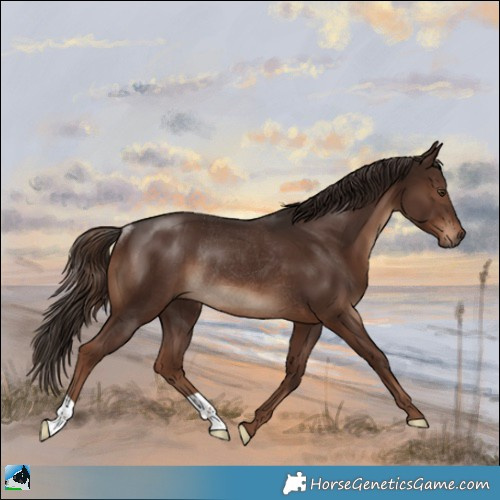 Horse Color:Liver Chestnut Rabicano 