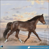 Horse Color:Liver Chestnut Rabicano