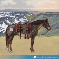 Horse Color:Liver Chestnut Rabicano