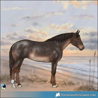 Horse Color:Liver Chestnut Rabicano 
