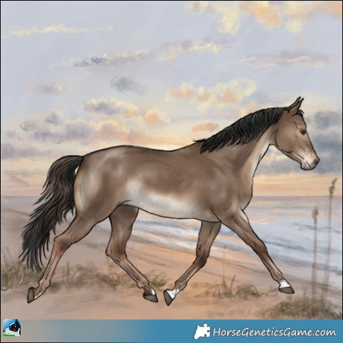 Horse Color:Liver Red Dun Rabicano 