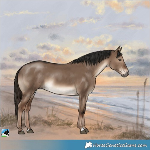 Horse Color:Liver Red Dun Rabicano