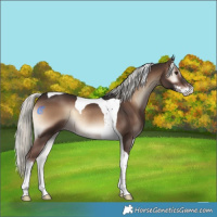 Horse Color:Liver Red Onyx Mushroom Sabino Tobiano Rabicano