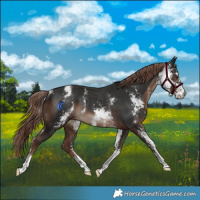 Horse Color:Liver Chestnut Sabino Rabicano 
