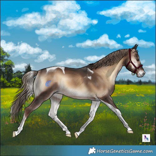 Horse Color:Liver Red Onyx Tobiano Rabicano 