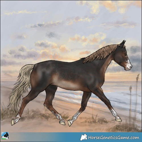 Horse Color:Liver Chestnut Sabino Rabicano 