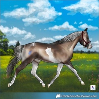 Horse Color:Liver Red Onyx Mushroom Sabino Tobiano Rabicano