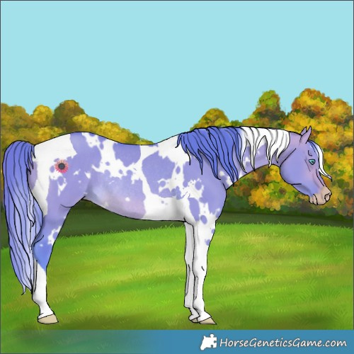 Horse Color:Gray Watercolor White Spotted Perlino Dun Tobiano Rabicano 