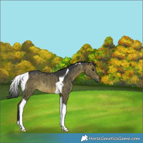 Horse Color:Brown Dun Tobiano Rabicano Brindle 